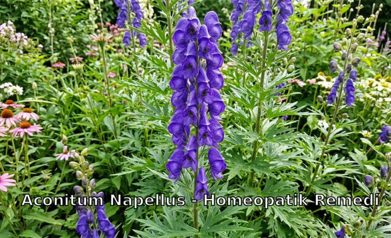 aconitum-napellus-homeopatik-remedi-remedy