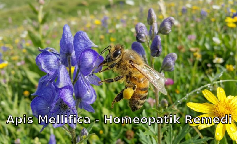 Apis Mellifica
